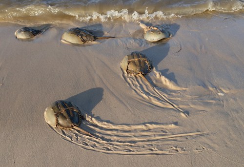 Five horseshoe crabs on a sandy beach, with gentle waves lapping at the shore in the background.