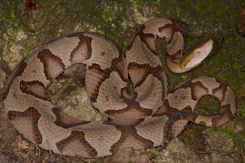 A coiled snake with a patterned brown and tan body resting on a mossy surface.