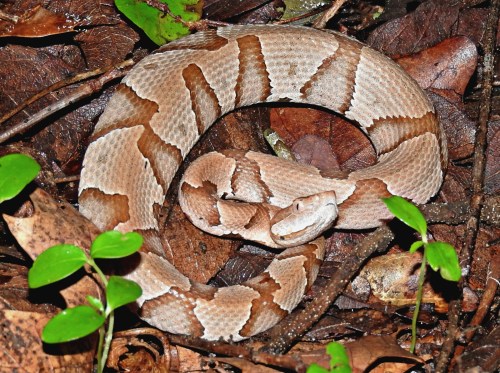 A coiled snake with a light brown and tan pattern resting among leaves and forest floor debris.
