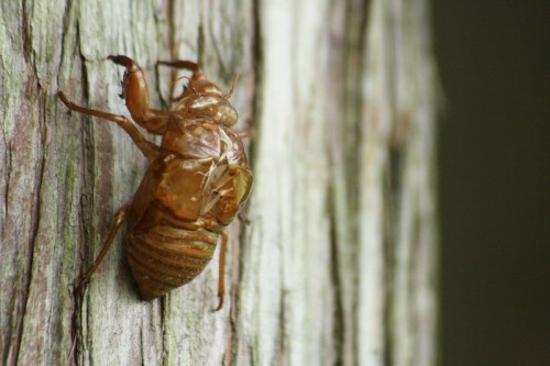 A close-up of a cicada perched on a textured tree trunk.