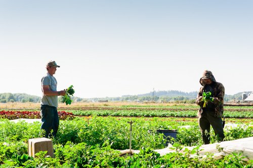 Two farmers harvest greens in a sunny field, surrounded by rows of vibrant crops under a clear blue sky.