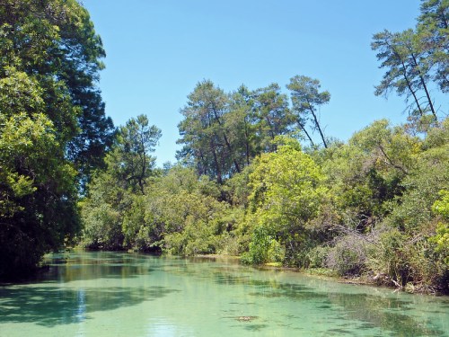 A serene river surrounded by lush green trees under a clear blue sky.