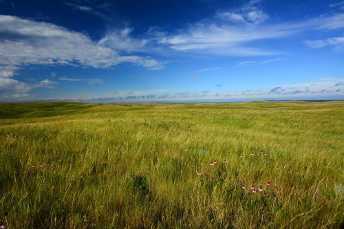 A vast, open field of green grass under a blue sky with scattered clouds and a few wildflowers in the foreground.