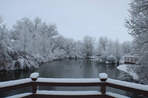 A serene winter scene of a snowy landscape surrounding a calm pond, with ducks swimming and trees covered in white.
