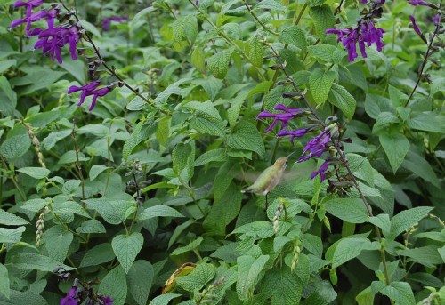 A hummingbird hovers near vibrant purple flowers amidst lush green foliage.