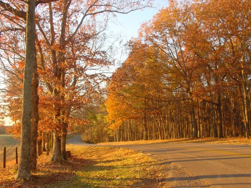 A winding road lined with trees displaying vibrant autumn foliage in warm sunlight.
