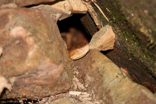 A brown snake partially hidden between rocks in a natural setting.