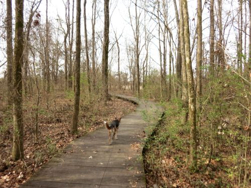 A dog walks along a wooden path through a wooded area with bare trees and scattered greenery.