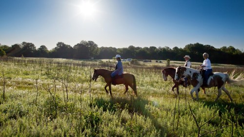 Three riders on horseback traverse a sunlit field, surrounded by trees and a clear blue sky.