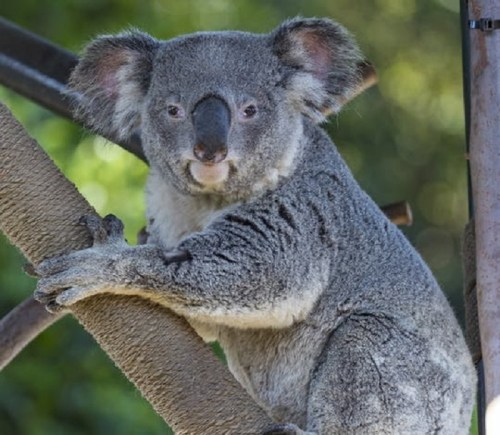 A koala resting on a tree branch, looking directly at the camera with a blurred green background.