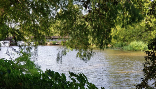 A serene river scene framed by lush greenery and trees, with calm water reflecting the surroundings.