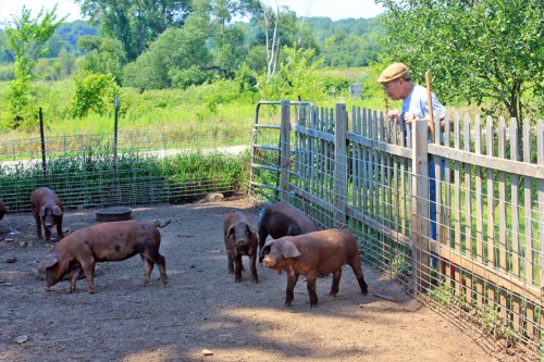 A man leans over a fence, observing pigs in a sunny farmyard surrounded by greenery.