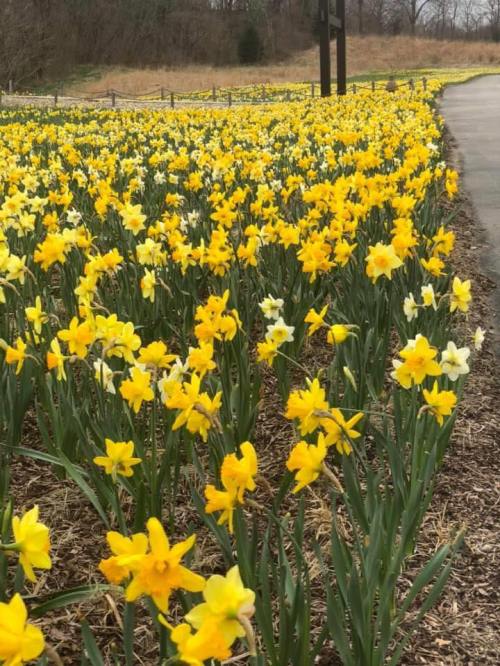 A vibrant field of yellow and white daffodils blooming alongside a pathway in a natural setting.