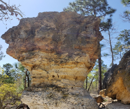 A large, weathered rock formation stands tall among pine trees under a clear blue sky.