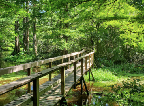 A wooden bridge winding through a lush green forest with sunlight filtering through the trees.