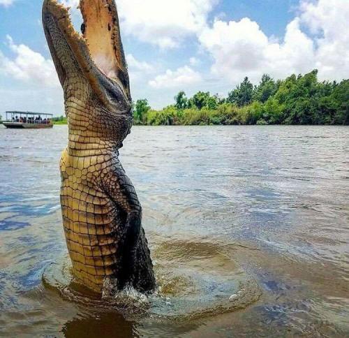 A crocodile partially emerges from the water, mouth open, against a backdrop of trees and a blue sky.