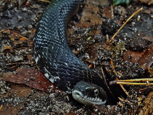 A close-up of a black snake partially emerging from the ground, surrounded by leaves and soil.