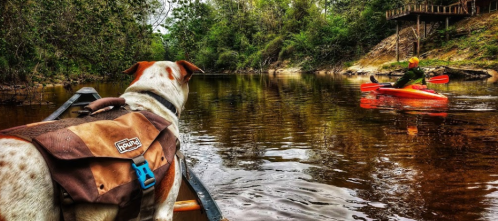 A dog in a canoe watches a person kayaking on a calm river surrounded by lush greenery.