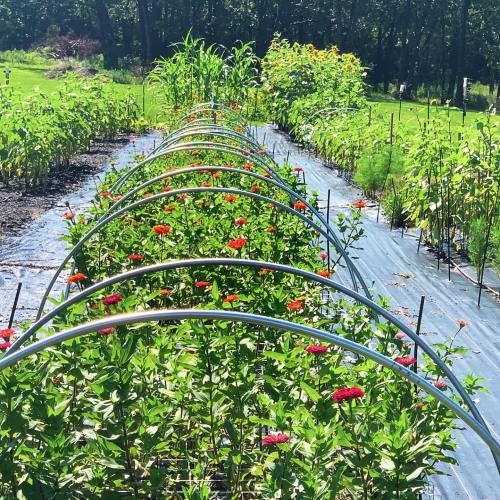 A vibrant garden with rows of flowers and vegetables, featuring green plants and colorful blooms under a sunny sky.