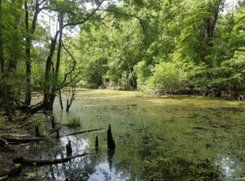 Lush green swamp with still water, surrounded by trees and vegetation, featuring submerged logs and a serene atmosphere.