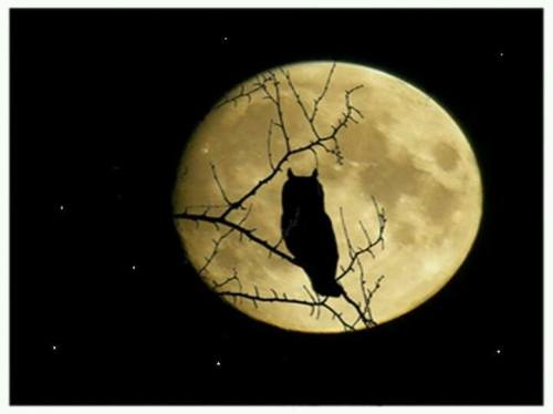 A silhouette of an owl perched on a branch against a large, glowing full moon in a starry night sky.