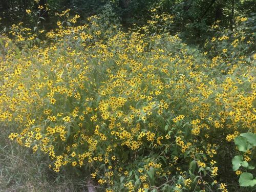 A dense bush covered in bright yellow flowers, surrounded by green foliage in a natural setting.