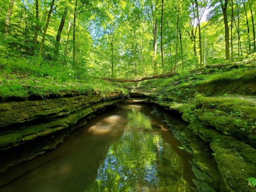 A serene forest scene with a narrow stream reflecting green trees and mossy rocks under bright sunlight.