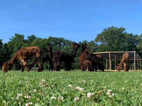 A group of alpacas grazing on green grass under a clear blue sky. Trees and a shelter are in the background.