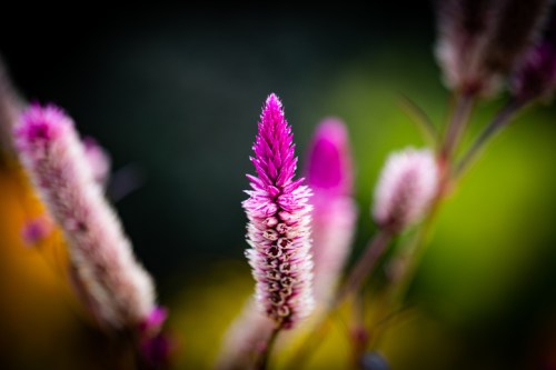 A close-up of a vibrant pink flower with a spiky shape, set against a blurred green and yellow background.