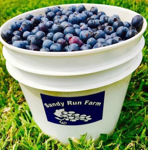 A white bucket filled with fresh blueberries, sitting on green grass, labeled "Sandy Run Farm."