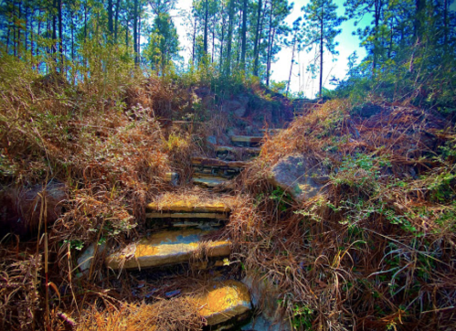 A winding stone staircase surrounded by lush greenery and dry foliage, leading up through a forested area.