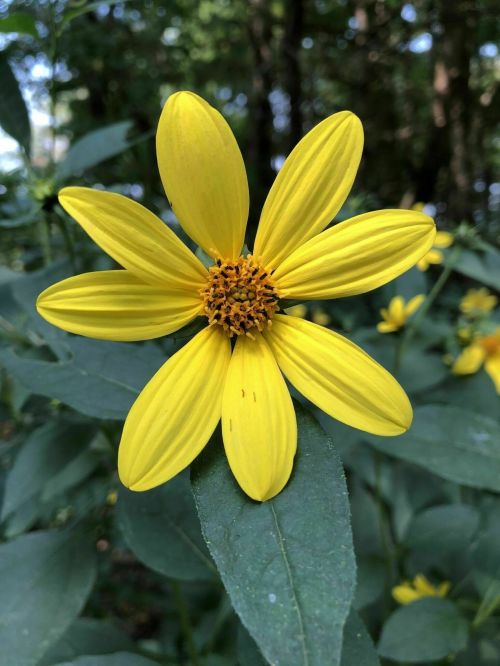 A vibrant yellow flower with long petals and a central cluster of orange-brown stamens, surrounded by green leaves.