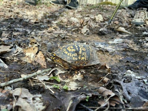 A turtle with a patterned shell crawls on a forest floor covered in leaves and dirt.