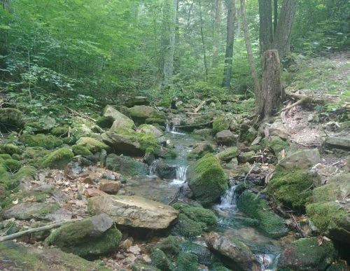 A serene forest scene featuring a small stream flowing over moss-covered rocks, surrounded by lush greenery.