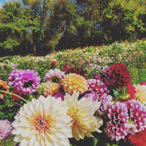 A vibrant field of colorful dahlias in various shades, with lush greenery in the background.