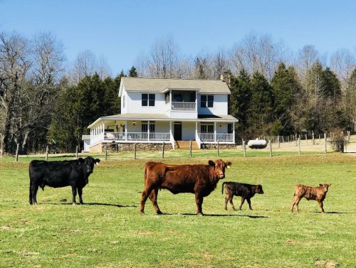 A farmhouse with a porch surrounded by green grass and five cows grazing in the foreground. Trees in the background.