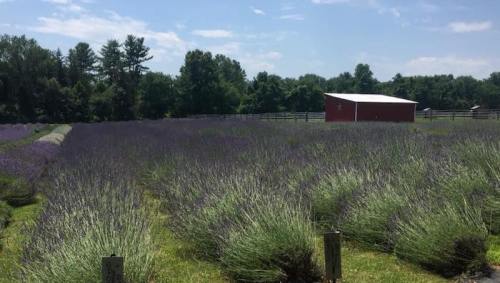 A vibrant lavender field stretches under a blue sky, with a red barn in the background and trees lining the horizon.