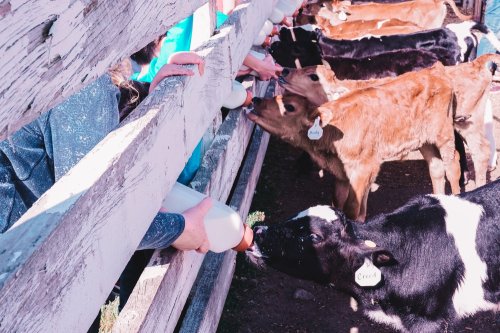 People feeding calves with bottles at a farm, surrounded by a wooden fence and several curious cows.