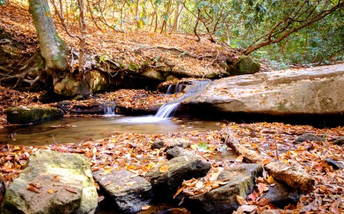 A serene forest scene with a small waterfall flowing over rocks, surrounded by autumn leaves and lush greenery.