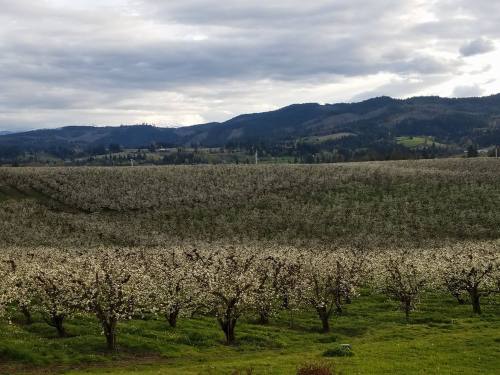 A scenic view of blooming orchards with mountains in the background under a cloudy sky.