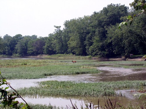 A serene river landscape with lush greenery and a deer standing in the water, surrounded by trees.