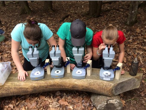 Three people using microscopes on a log in a forest, surrounded by fallen leaves.