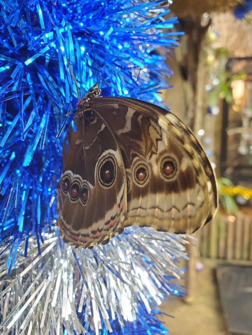 A large butterfly with brown and cream patterns resting on shiny blue tinsel.