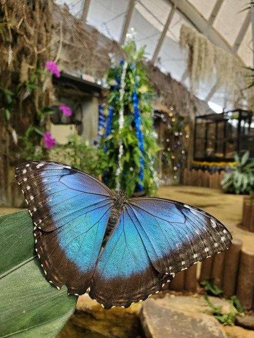 A vibrant blue butterfly perched on a green leaf, with a lush, tropical background.