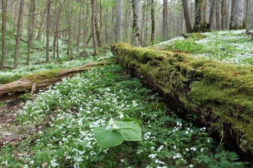 A serene forest scene with moss-covered logs and a carpet of white flowers among green foliage.