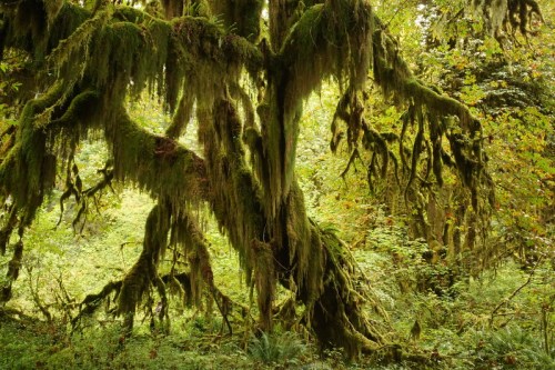 A lush, moss-covered tree with sprawling branches in a vibrant green forest.