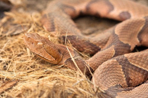 A close-up of a brown snake resting on dry grass, showcasing its textured scales and distinctive head shape.