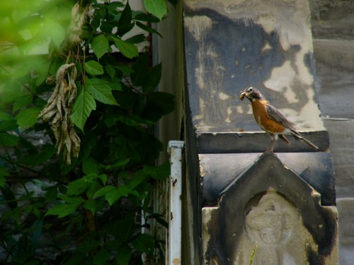 A robin perched on a stone ledge, holding a worm, with green leaves in the background.