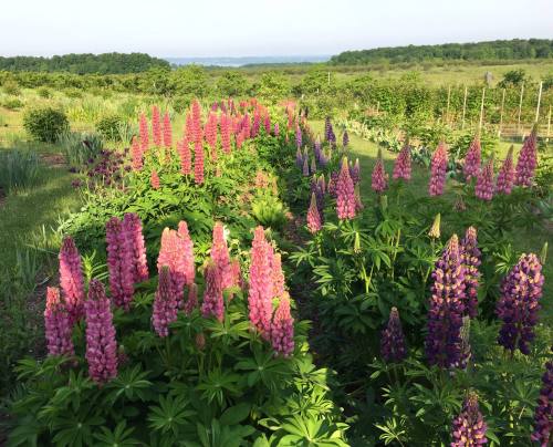 A vibrant garden filled with pink and purple lupines, stretching towards a distant green landscape and blue sky.