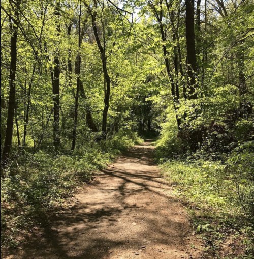 A sunlit forest path surrounded by lush green trees and foliage, inviting exploration.